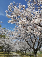 満開の桜
