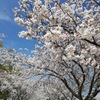 満開の桜