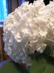 アナベル。(*^^*)