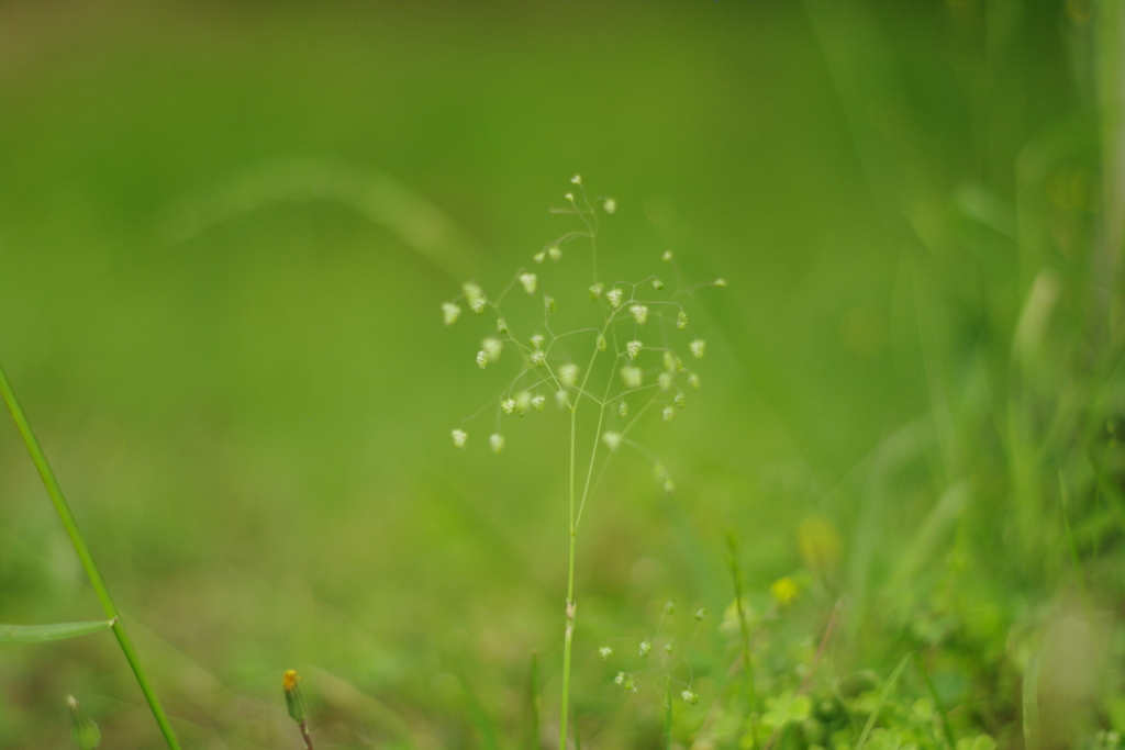 この草も音がなりそう。(*^^*)