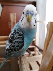 今、おしゃべりの練習中でち。