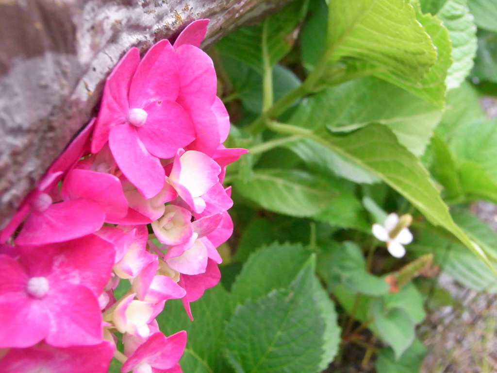 窮屈そうな紫陽花を見るドクダミさん。