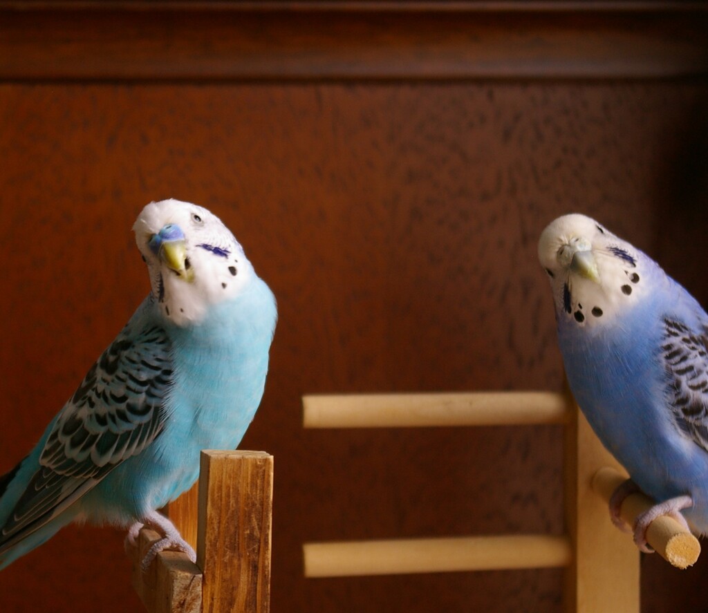 ハテナ？はてな？