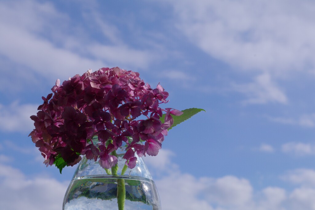 お空見上げる紫陽花。