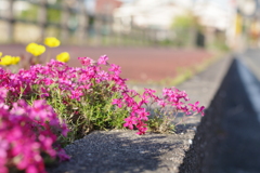 これ以上伸びないがいいよ。