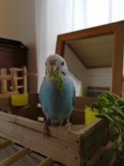 豆苗おいちいでち。