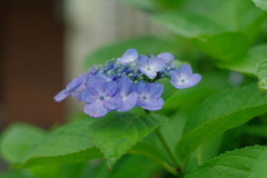 雨に濡れた額紫陽花。