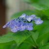 雨に濡れた額紫陽花。