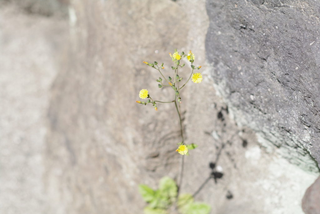 ほそぼそと可愛く。