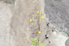 ほそぼそと可愛く。