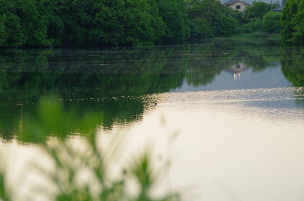 近所のため池にカモさん。