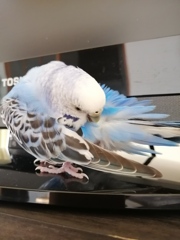 羽をキレイにお手入れしてるでち。