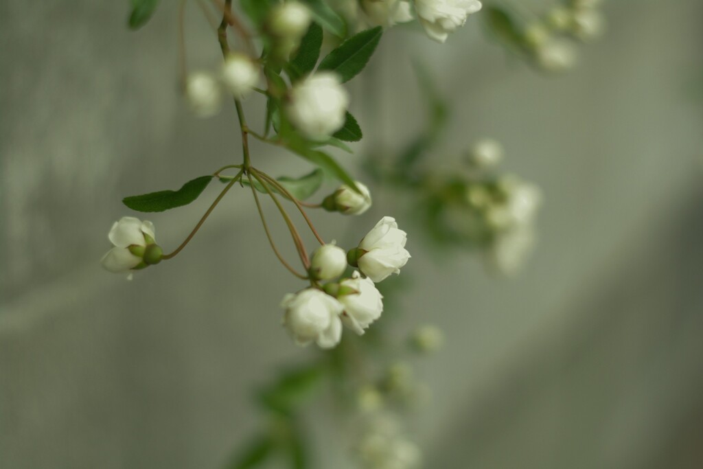 ブロック塀の方見て咲いてるね。(^o^;)