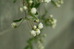 ブロック塀の方見て咲いてるね。(^o^;)