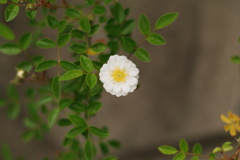 薔薇の花。