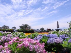 これから紫陽花の季節ですね。