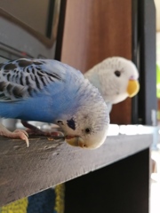 あっ、ガジガジしてる。