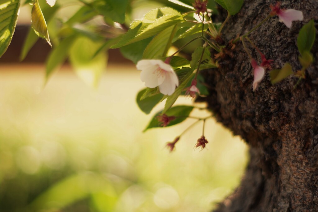 葉に囲まれて静かに咲く桜の花。