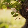 葉に囲まれて静かに咲く桜の花。