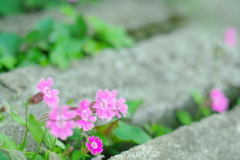 花壇から外れたところで咲いてます。