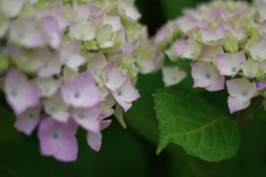紫陽花とあじさい。