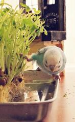 お水に足を付けたくないでち。