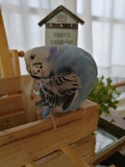 羽の先までツヤツヤに。