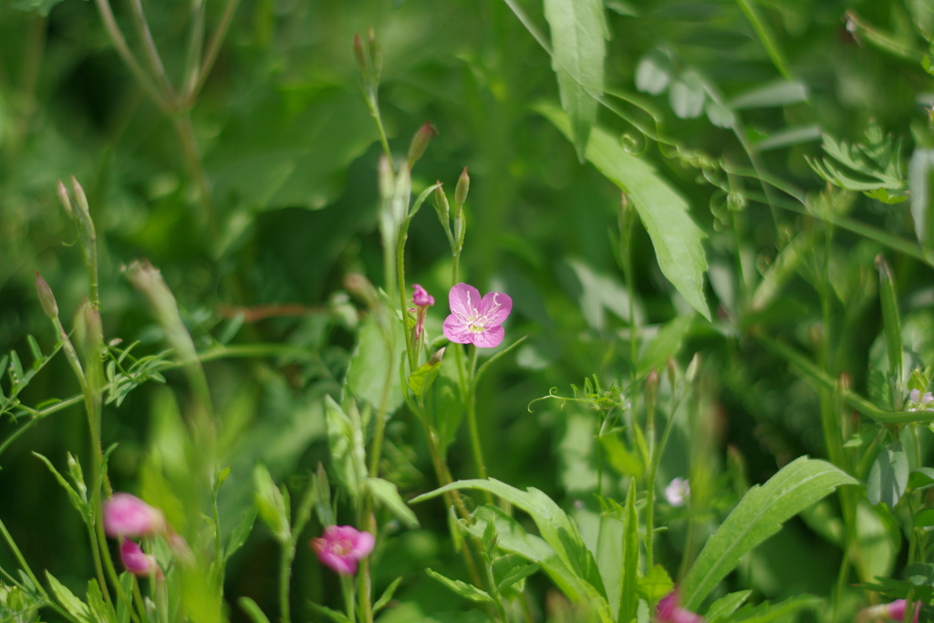 姿勢正しくお顔かわいく咲いています。