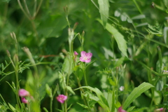 姿勢正しくお顔かわいく咲いています。