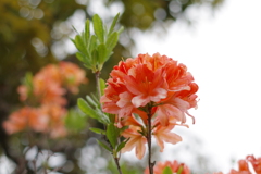 オレンジ色に惹かれました。