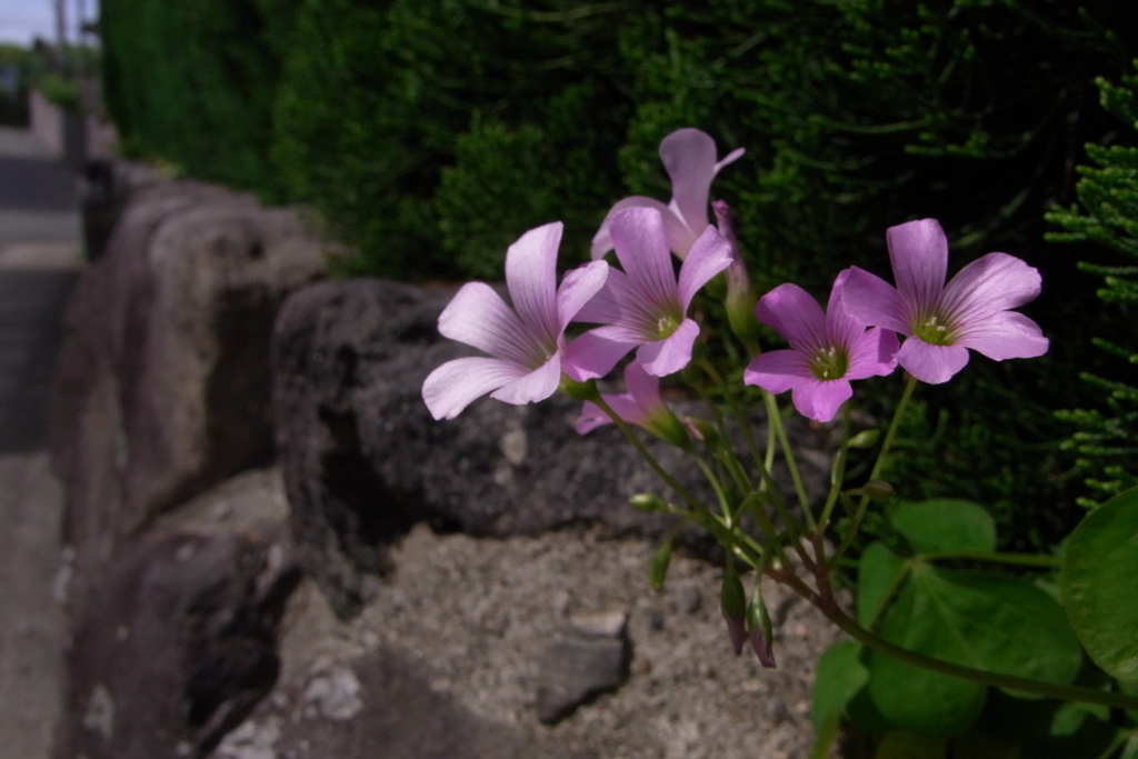 いつも見てるお花。(*^^*)