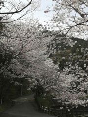 桜通り。