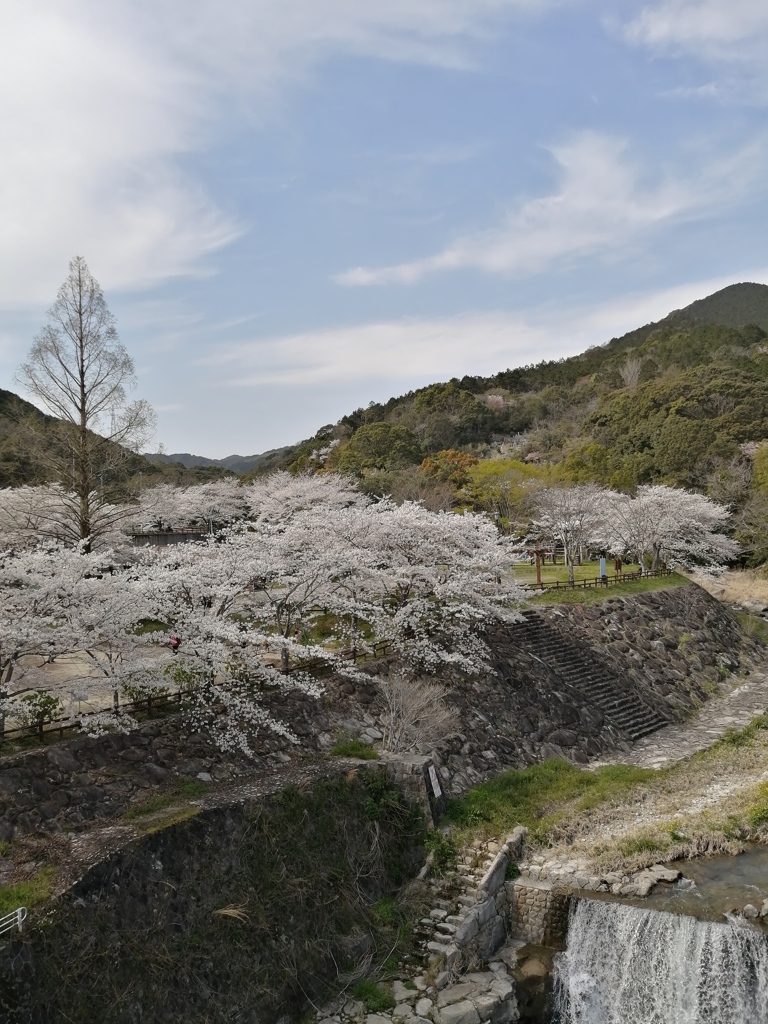 桜咲く公園。