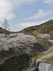 桜咲く公園。