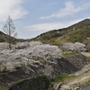 桜咲く公園。