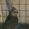 オカメ部屋を覗く。