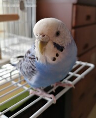 こんにちは。お元気でちか？