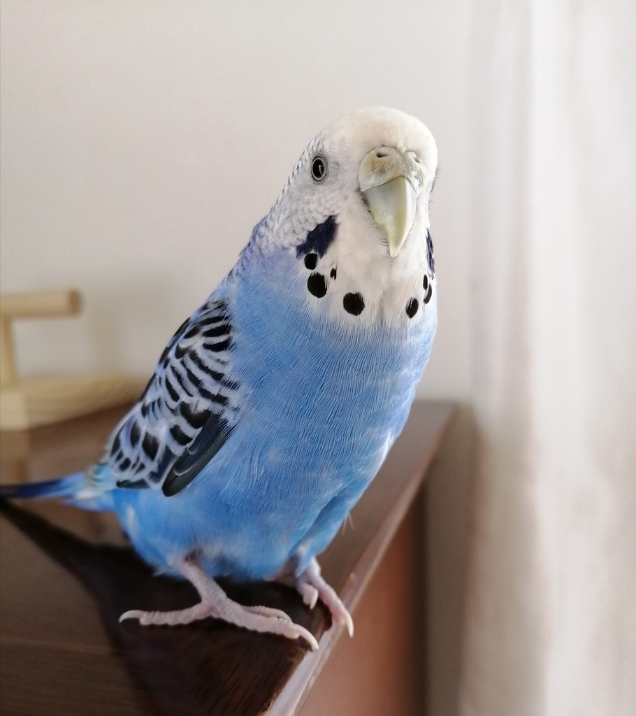 春は過ごしやすいでち。