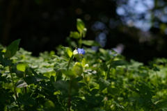 ブルーの小さなお花。