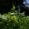 ブルーの小さなお花。