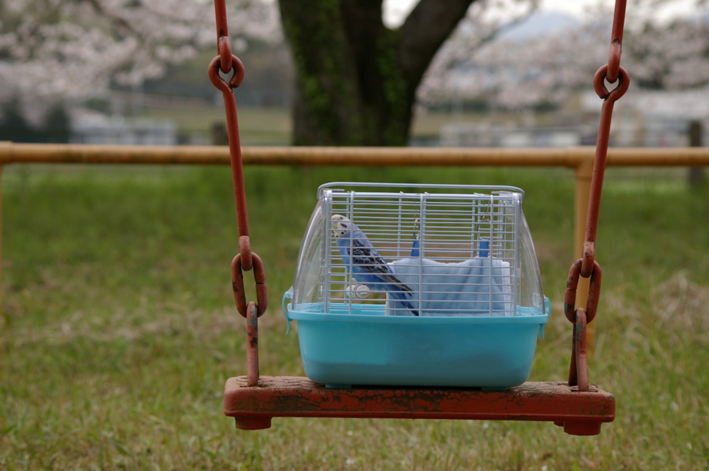 ブランコでお花見インコ。