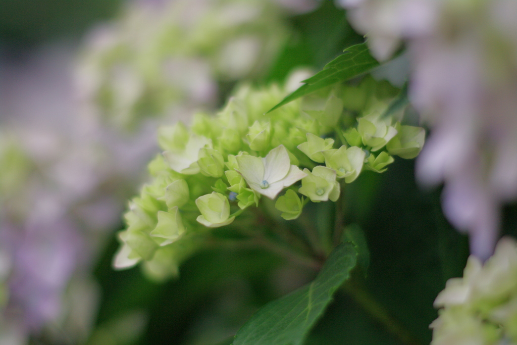 紫陽花に囲まれてる。