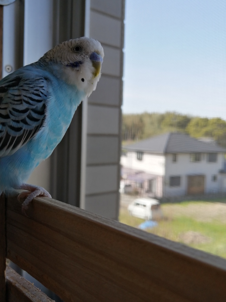 僕は初めての春でち。