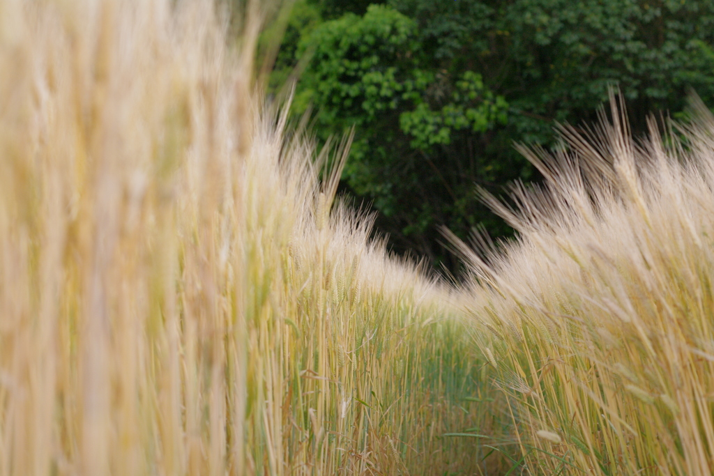 収穫を待っています。