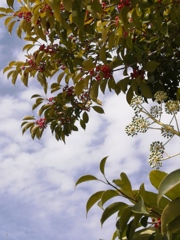 植物たちも春が待ち遠しいね。