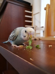 豆苗おいしいでち。