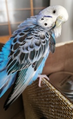 念入りにお手入れしてます。