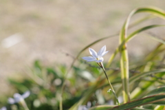夕方だけど、まだ光を浴びてます。