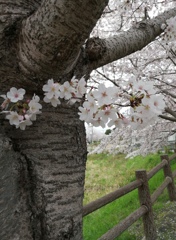 近所の桜、満開でした。