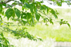 桜の花からキレイなグリーンの葉へ。